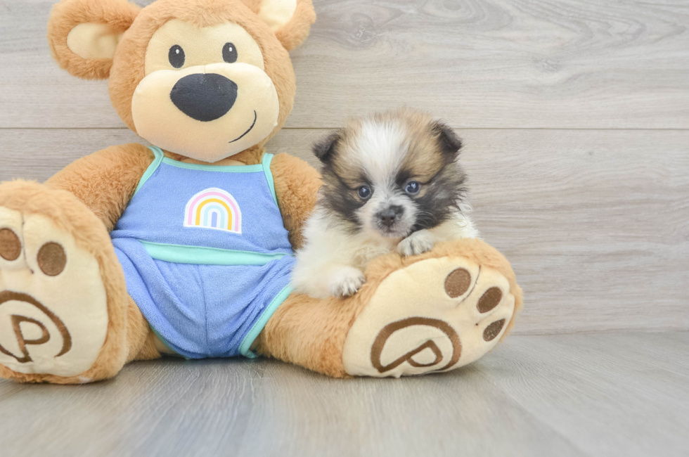 5 week old Pomeranian Puppy For Sale - Seaside Pups