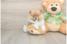 Friendly Pomeranian Purebred Pup