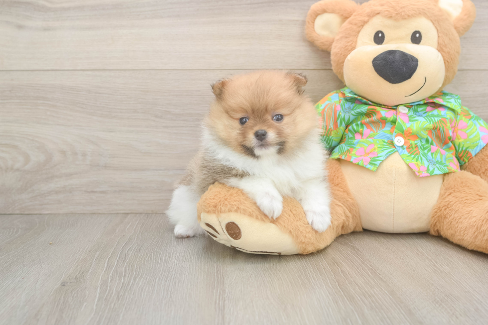 Friendly Pomeranian Purebred Pup