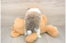 Small Pomeranian Baby