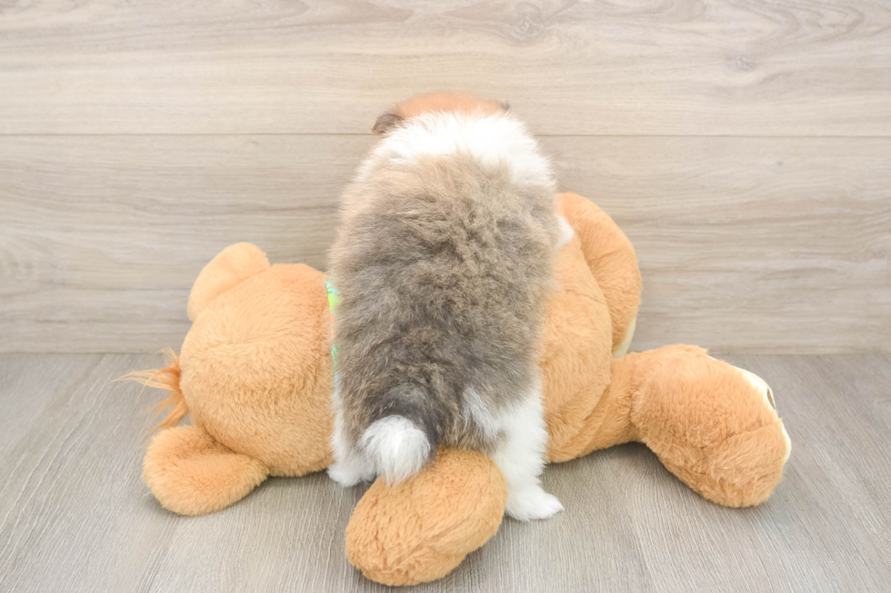 Small Pomeranian Baby