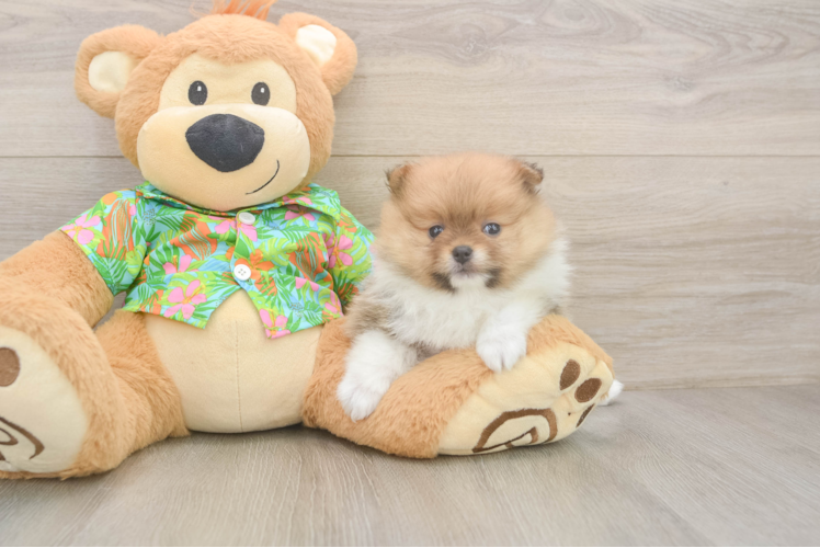 Pomeranian Pup Being Cute