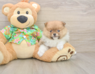 6 week old Pomeranian Puppy For Sale - Seaside Pups