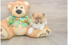 Pomeranian Pup Being Cute