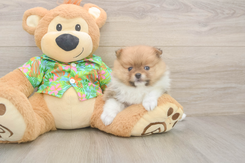 5 week old Pomeranian Puppy For Sale - Seaside Pups