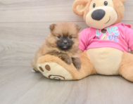 8 week old Pomeranian Puppy For Sale - Seaside Pups