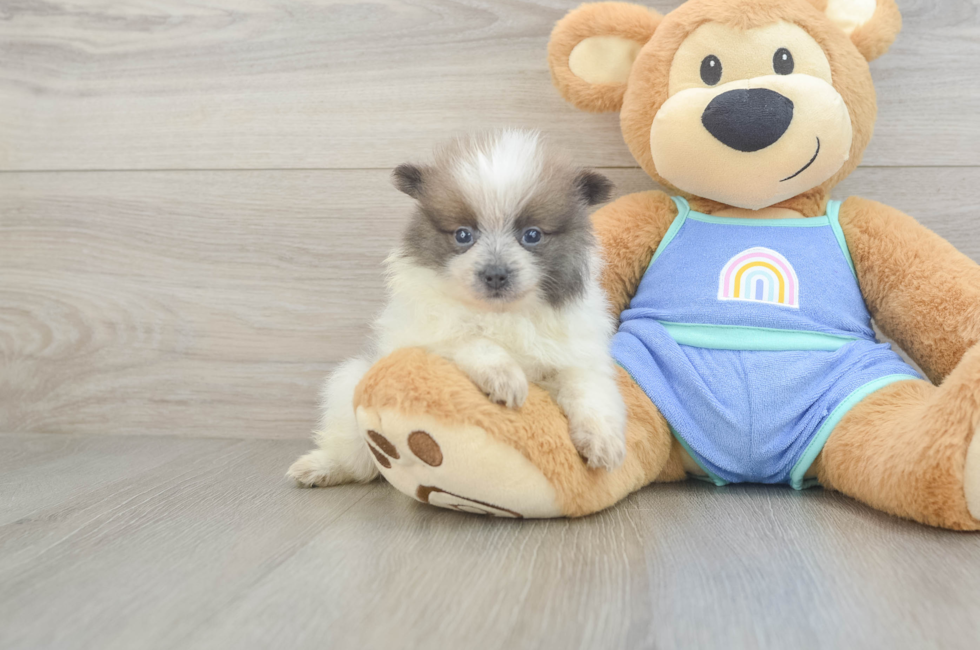 5 week old Pomeranian Puppy For Sale - Seaside Pups