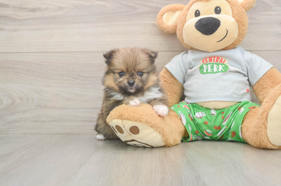 5 week old Pomeranian Puppy For Sale - Seaside Pups