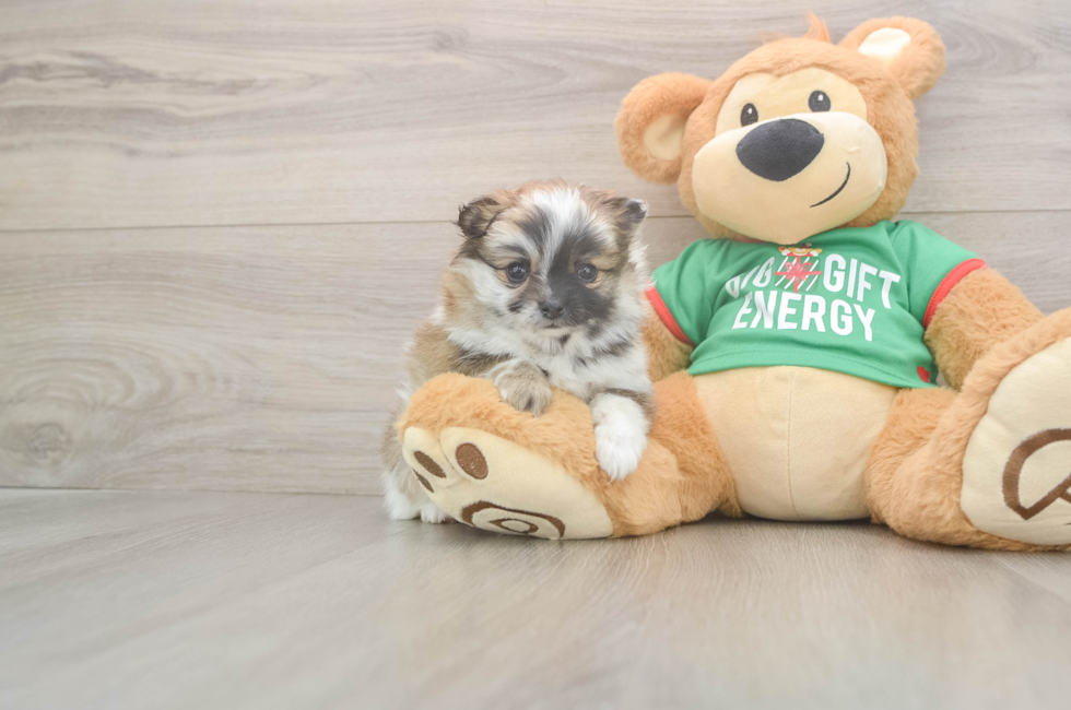 5 week old Pomeranian Puppy For Sale - Seaside Pups