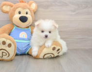 8 week old Pomeranian Puppy For Sale - Seaside Pups