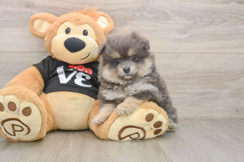 Pomeranian Puppy for Adoption