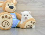 8 week old Pomeranian Puppy For Sale - Seaside Pups