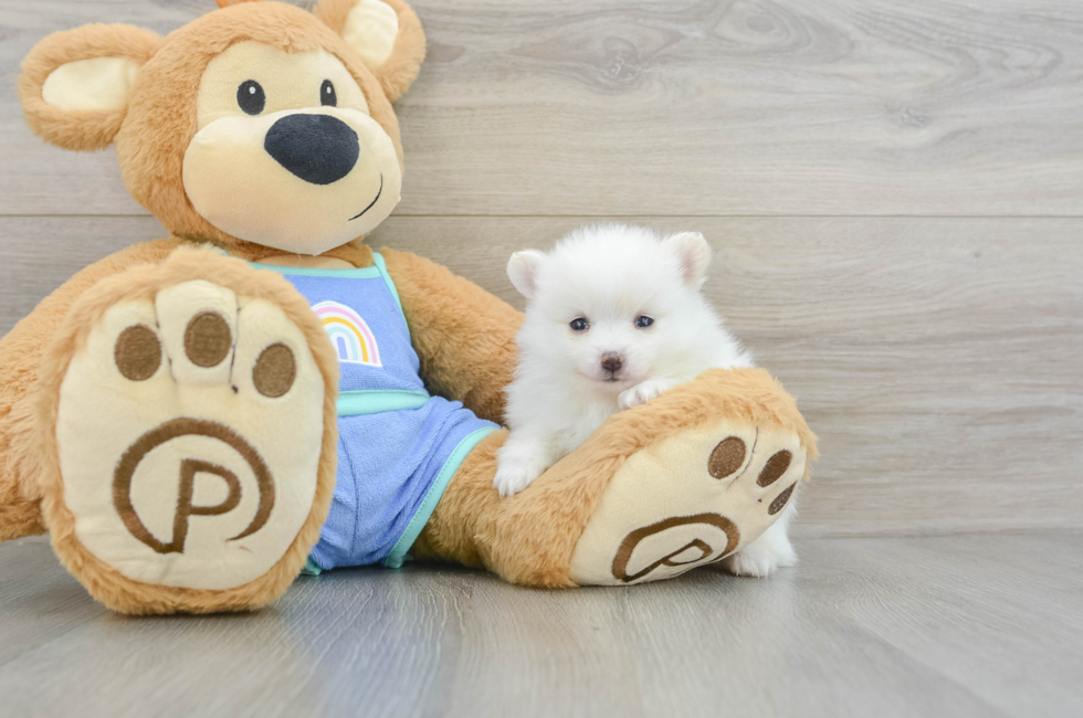 5 week old Pomeranian Puppy For Sale - Seaside Pups