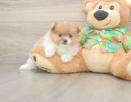 7 week old Pomeranian Puppy For Sale - Seaside Pups