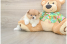Little Pomeranian Baby