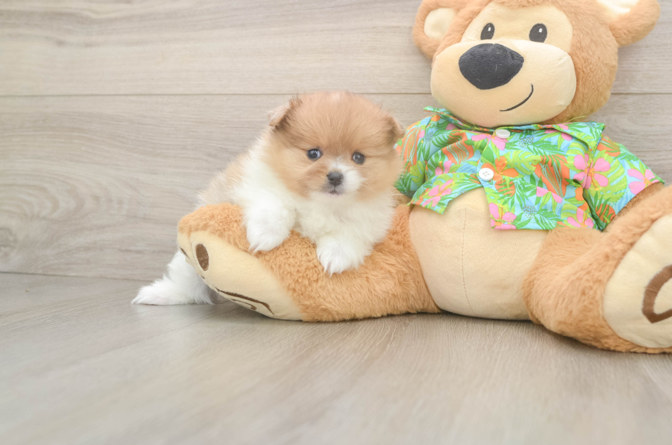 5 week old Pomeranian Puppy For Sale - Seaside Pups