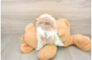 Pomeranian Pup Being Cute