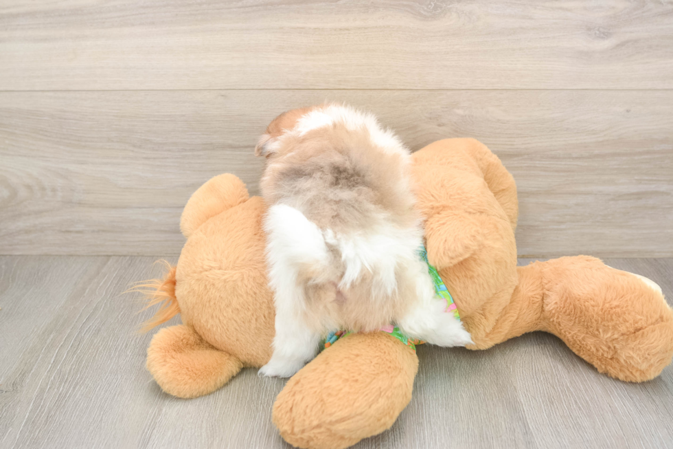 Pomeranian Pup Being Cute