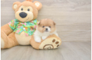 Pomeranian Puppy for Adoption