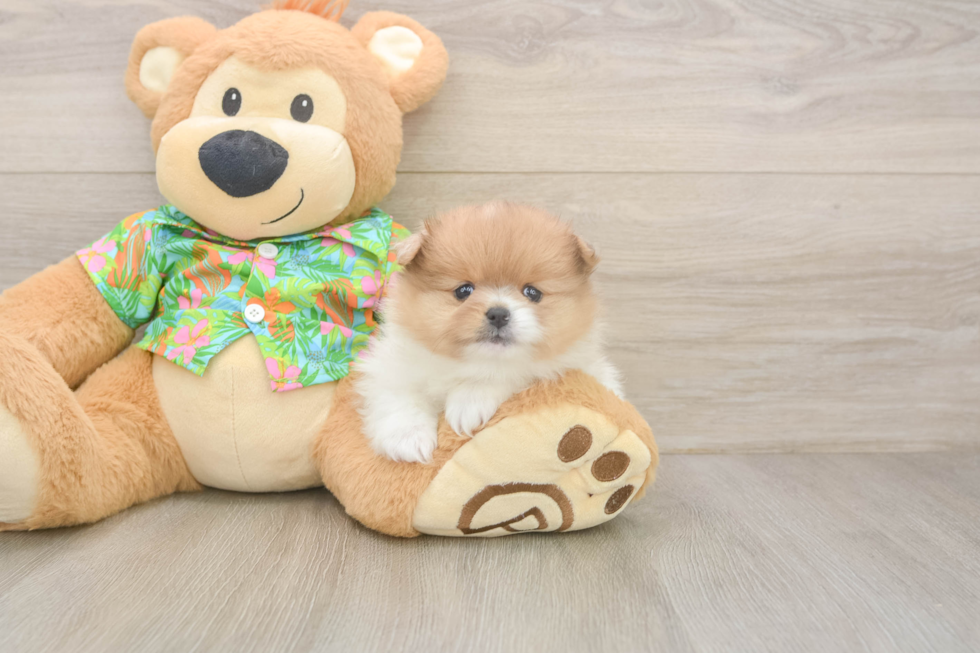 Pomeranian Puppy for Adoption