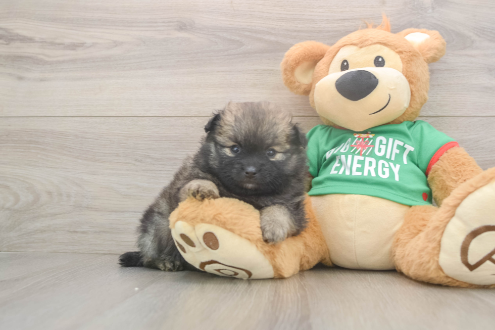 Sweet Pom Pom Purebred Puppy