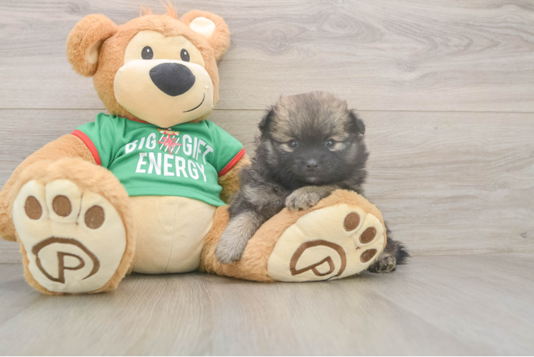 Popular Pomeranian Purebred Pup