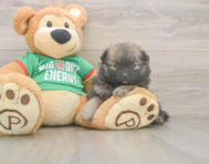 6 week old Pomeranian Puppy For Sale - Seaside Pups