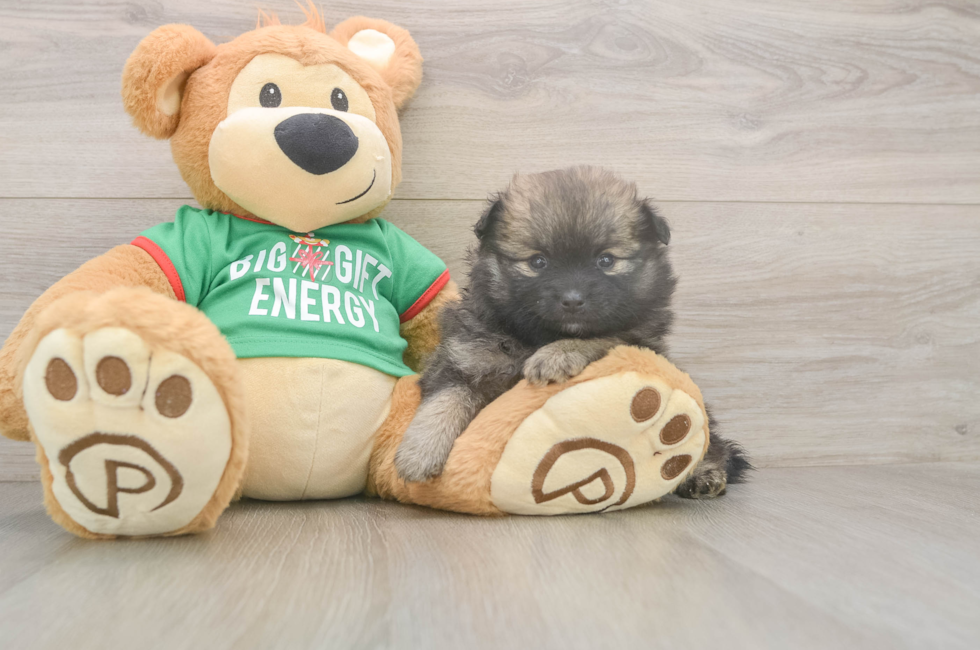 5 week old Pomeranian Puppy For Sale - Seaside Pups