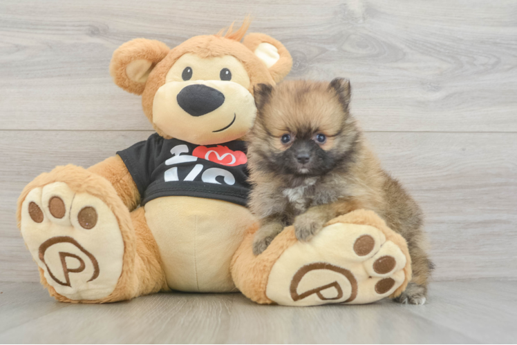Little Pomeranian Baby