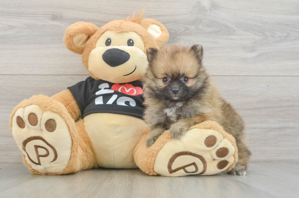 6 week old Pomeranian Puppy For Sale - Seaside Pups