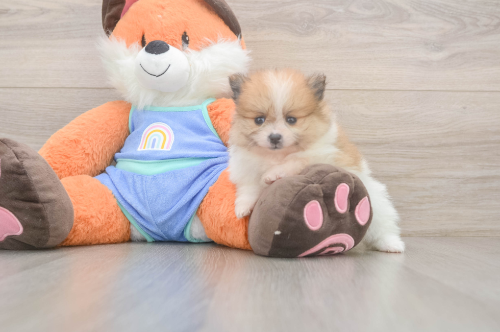 5 week old Pomeranian Puppy For Sale - Seaside Pups