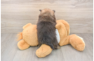 Pomeranian Puppy for Adoption