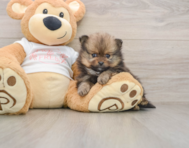 8 week old Pomeranian Puppy For Sale - Seaside Pups