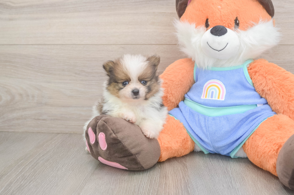 5 week old Pomeranian Puppy For Sale - Seaside Pups