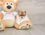 8 week old Pomeranian Puppy For Sale - Seaside Pups