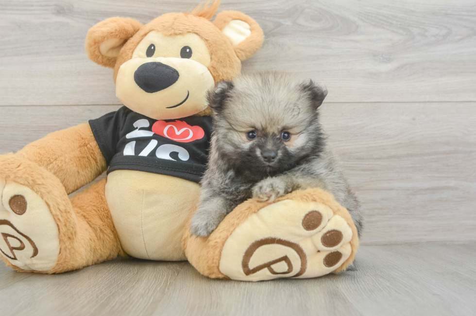 6 week old Pomeranian Puppy For Sale - Seaside Pups