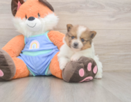 7 week old Pomeranian Puppy For Sale - Seaside Pups