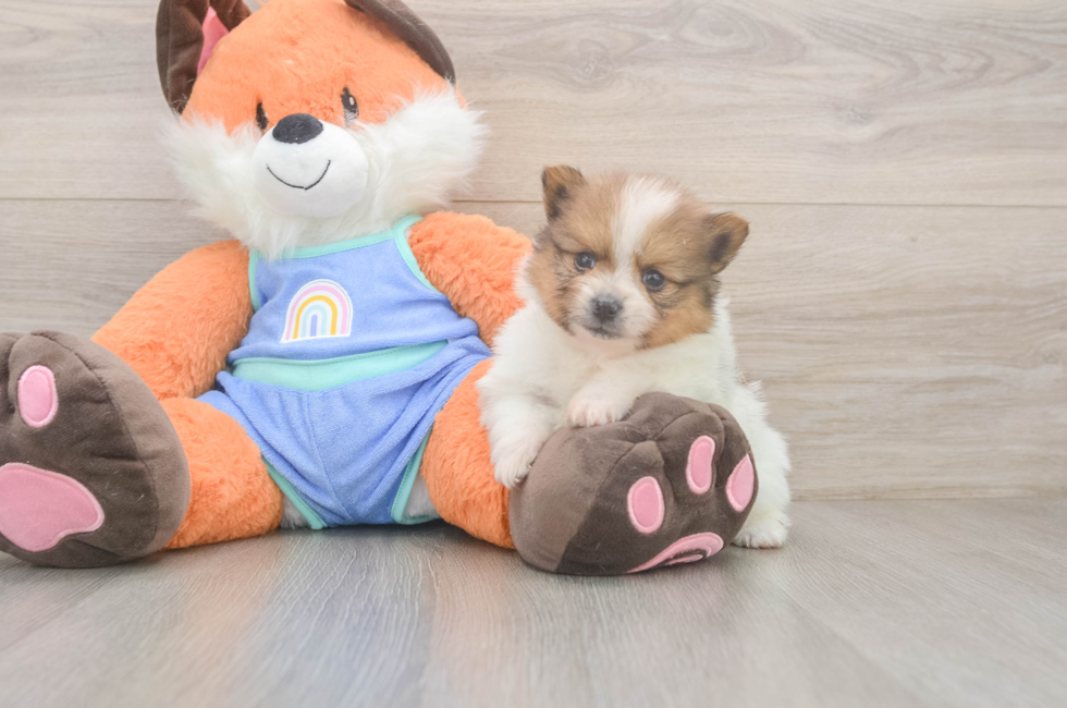 5 week old Pomeranian Puppy For Sale - Seaside Pups