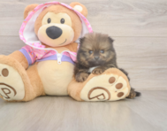 8 week old Pomeranian Puppy For Sale - Seaside Pups