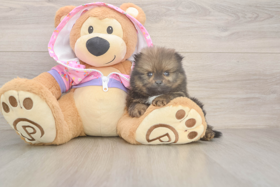 Petite Pom Dog Purebred Puppy