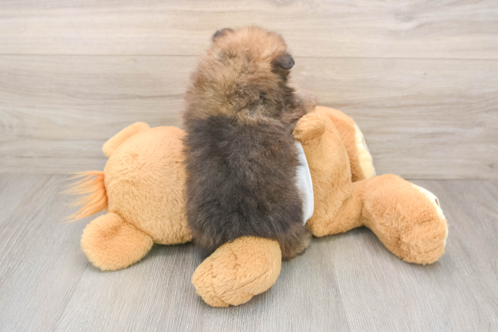 Best Pomeranian Baby