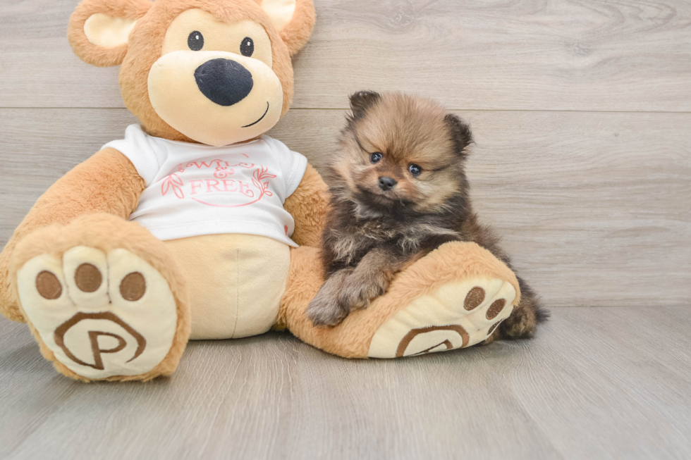 Energetic Pom Dog Purebred Puppy