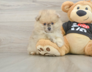 7 week old Pomeranian Puppy For Sale - Seaside Pups