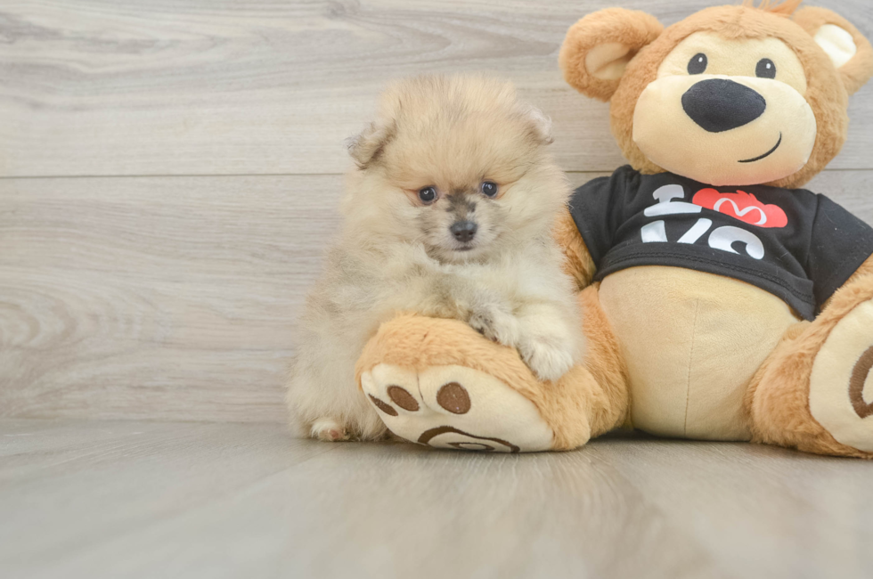 6 week old Pomeranian Puppy For Sale - Seaside Pups