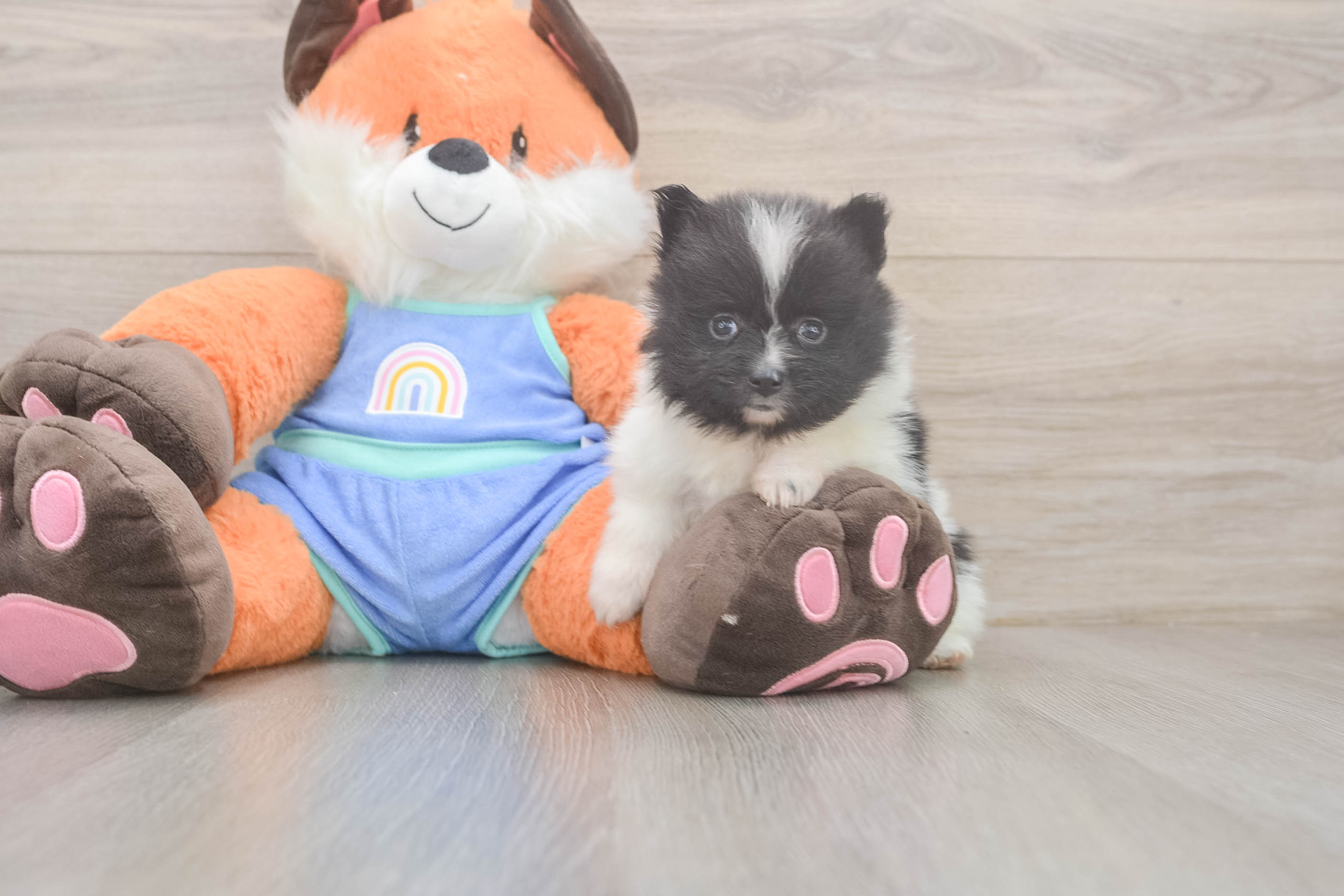 Pomeranian Puppy for Adoption