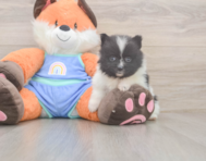7 week old Pomeranian Puppy For Sale - Seaside Pups