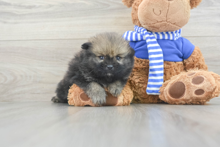 Pomeranian Puppy for Adoption