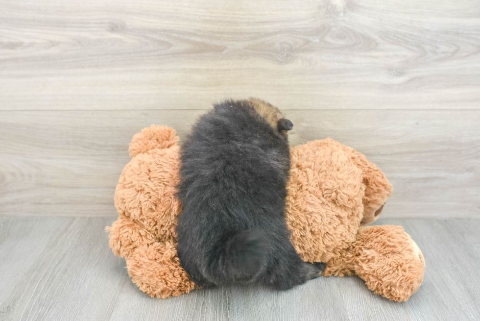 Small Pomeranian Purebred Pup