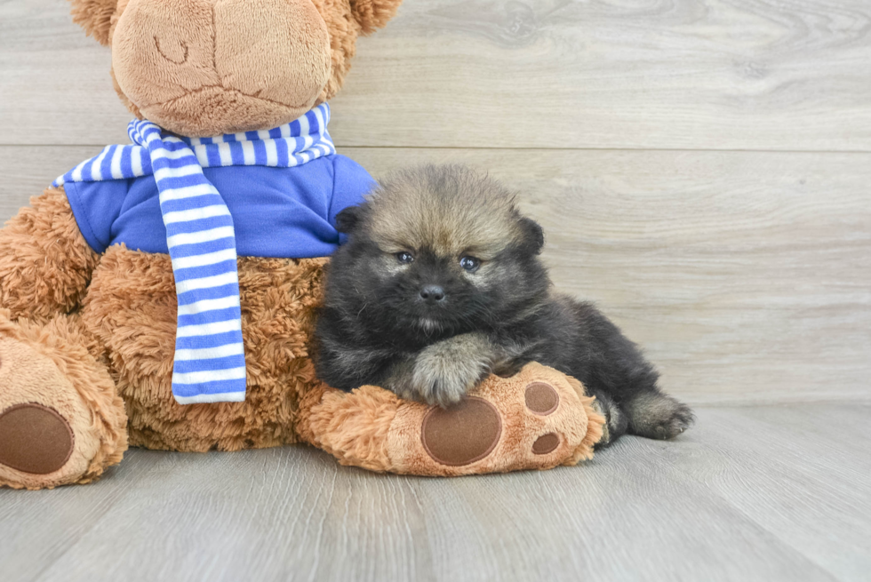 Pomeranian Puppy for Adoption