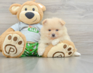 8 week old Pomeranian Puppy For Sale - Seaside Pups